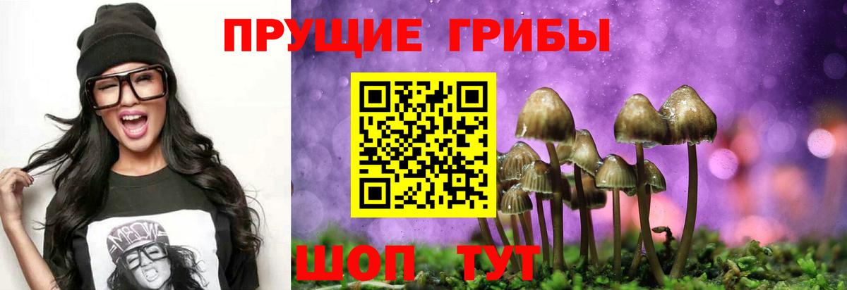 Галлюциногенные грибы Psilocybe Ленинск-Кузнецкий